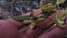 Image of Epidendrum erosum Ames & C. Schweinf.