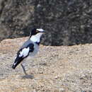 Image of Chatshrike