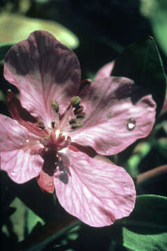 Image de Epilobium latifolium L.