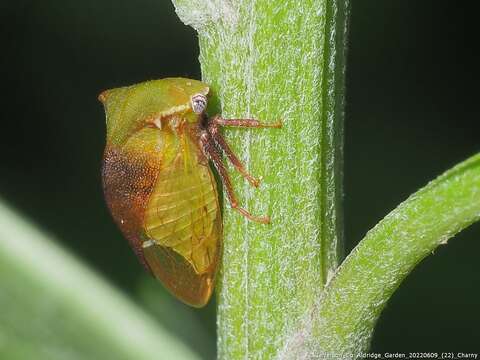 Image of Stictocephala brevitylus Van Duzee