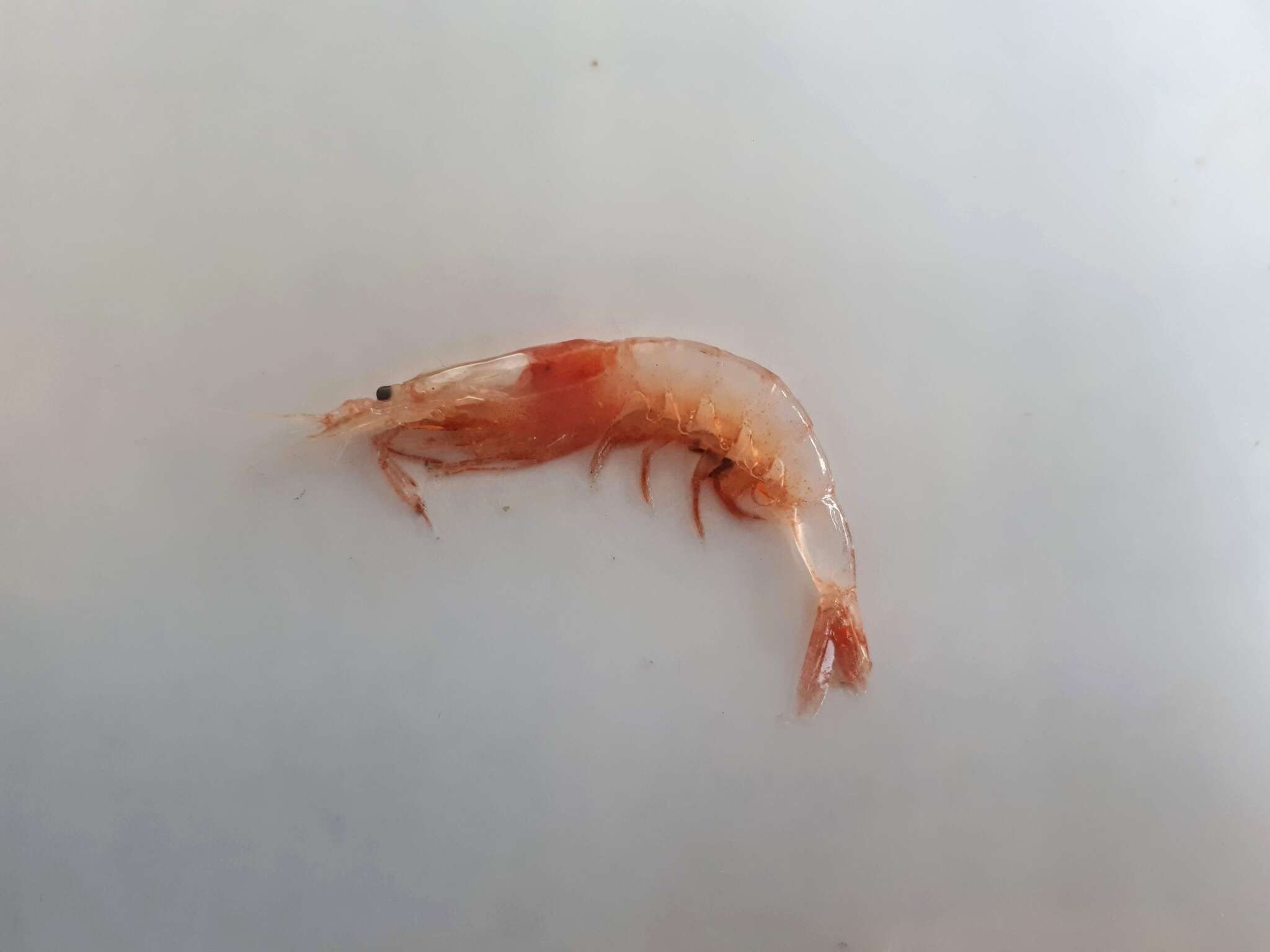 Image of Pacific glass shrimp