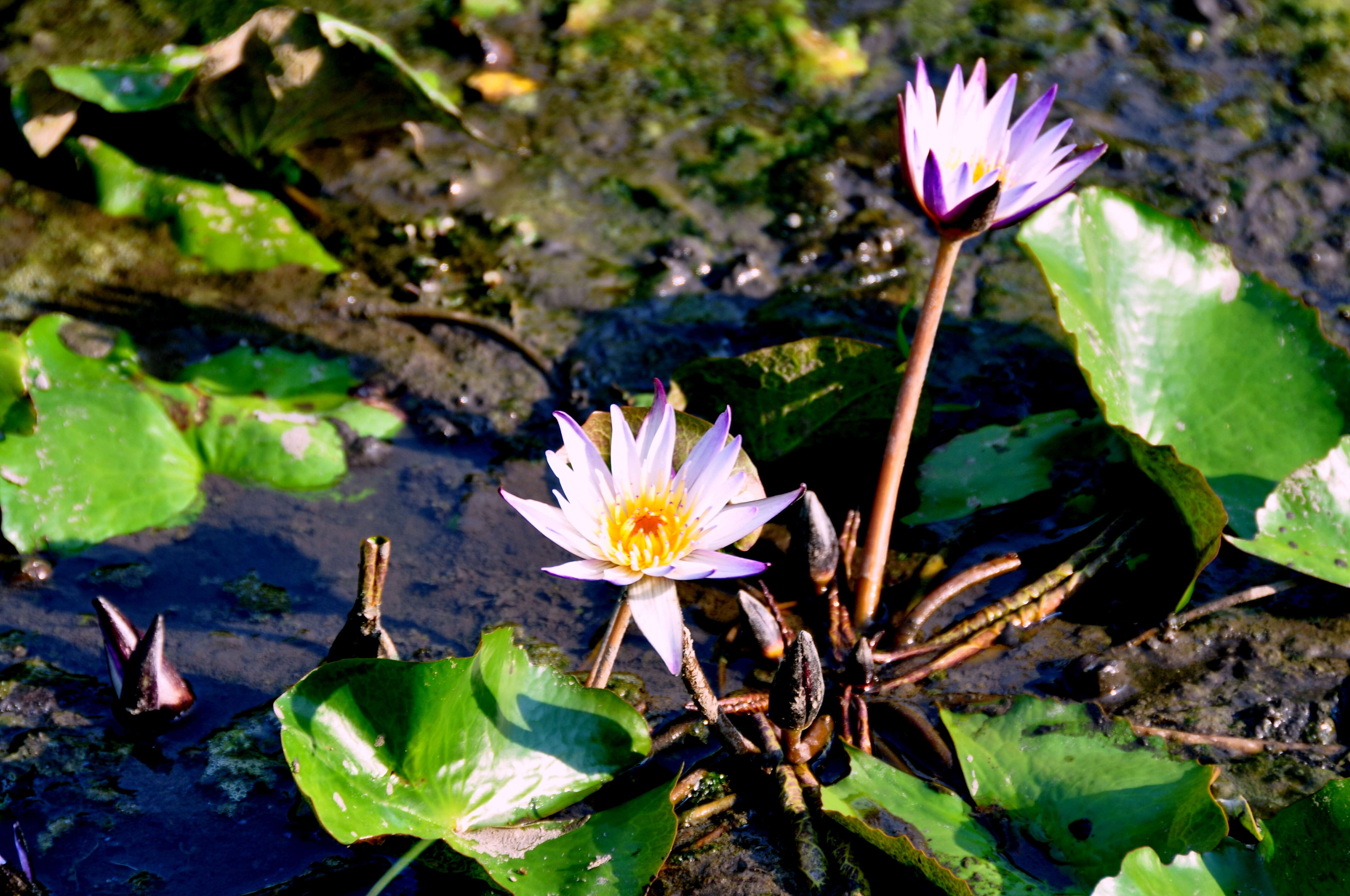 Image of blue star water-lily