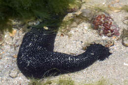 Image of Holothuria subgen. Mertensiothuria Deichmann 1958