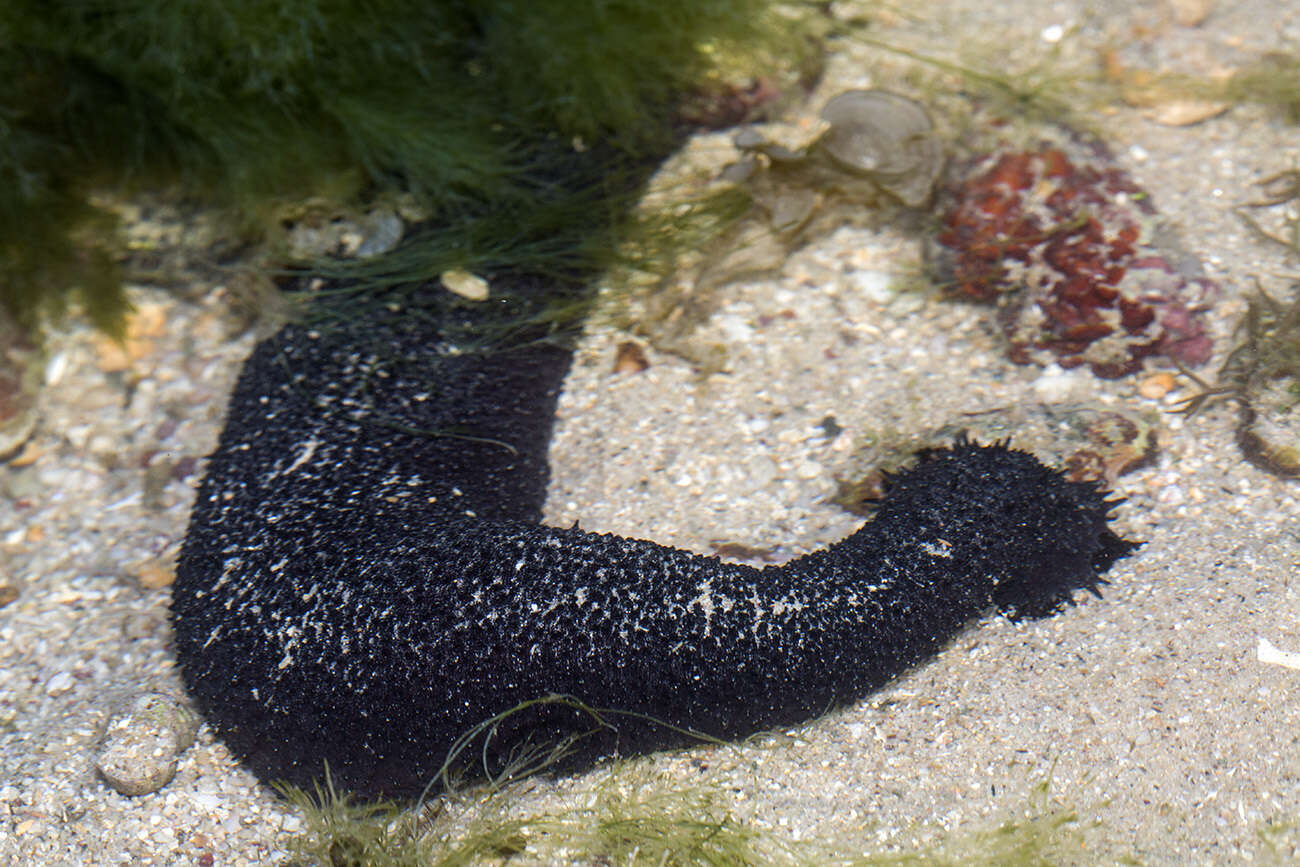 Holothuria subgen. Mertensiothuria Deichmann 1958 resmi