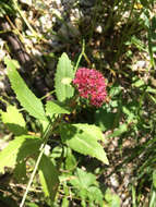 Hylotelephium telephium (L.) H. Ohba resmi