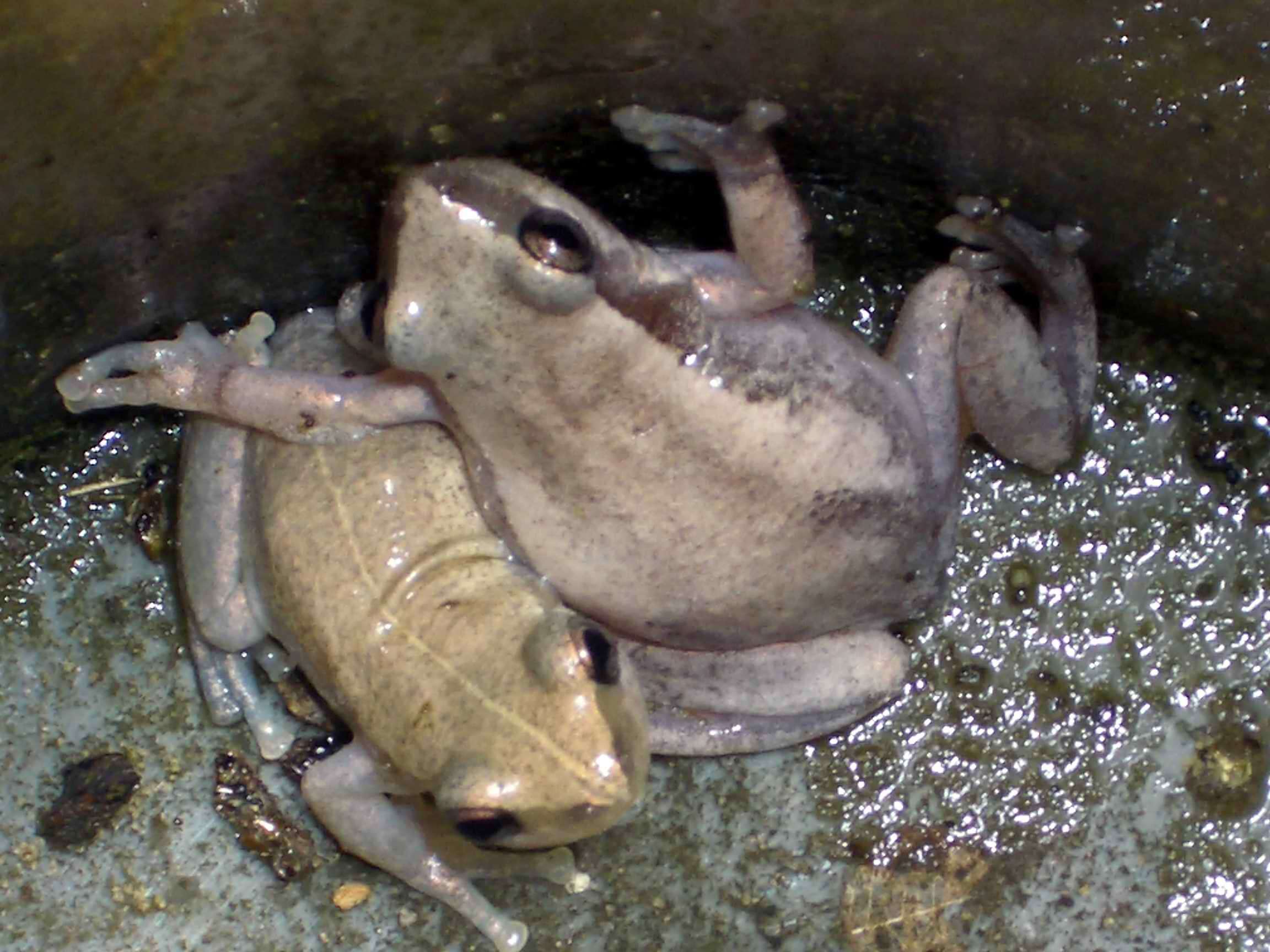 Sivun Litoria rubella (Gray 1842) kuva