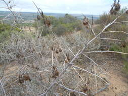 Image of Wiborgia mucronata (L. fil.) Druce