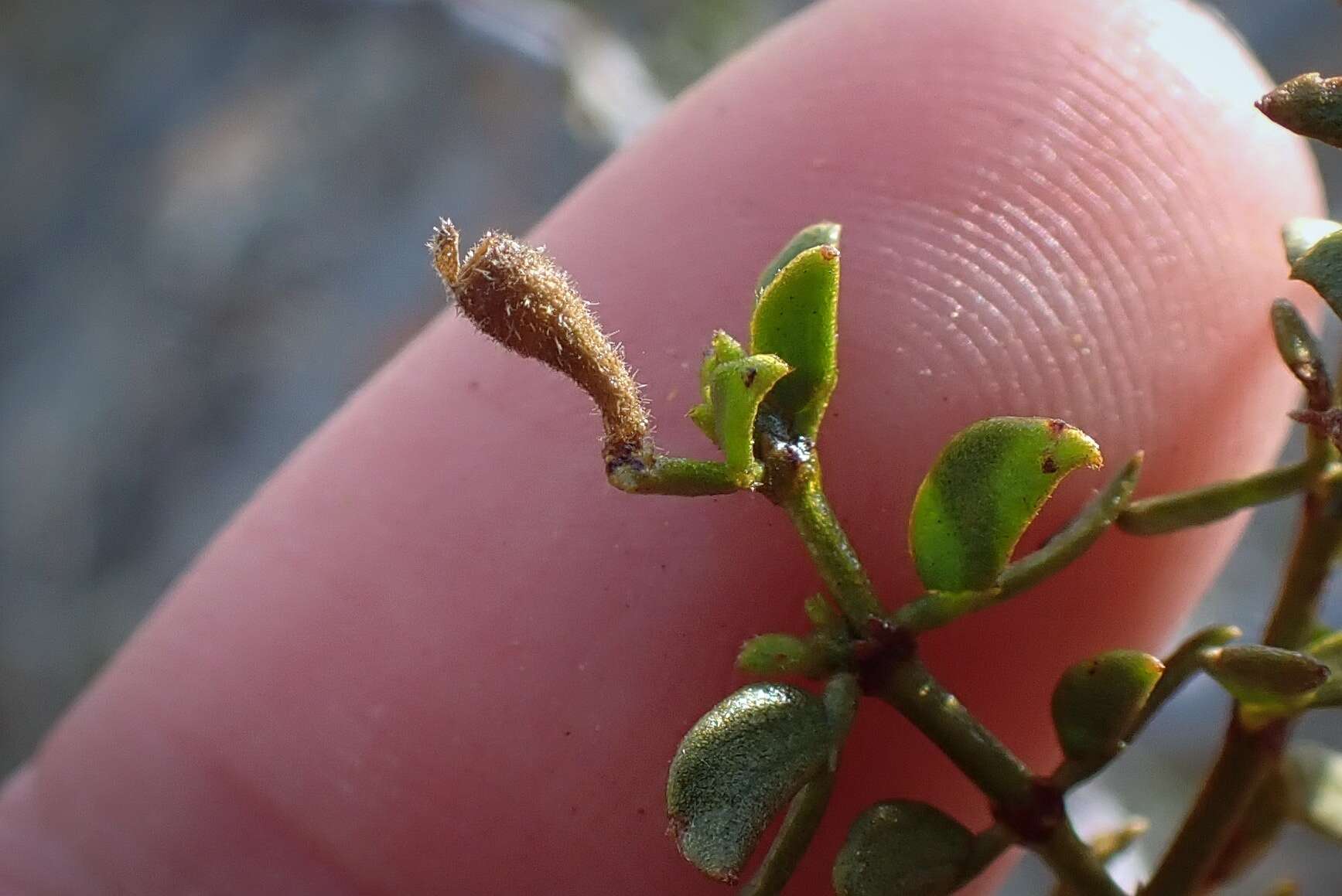 Image of Asphondylia pilosa Gagne 1990