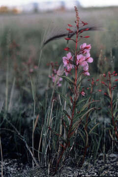 Image of Narrow-Leaf Fireweed