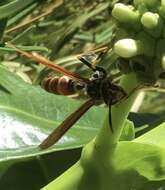 Image of Polistes bequaertellus Snelling 1983