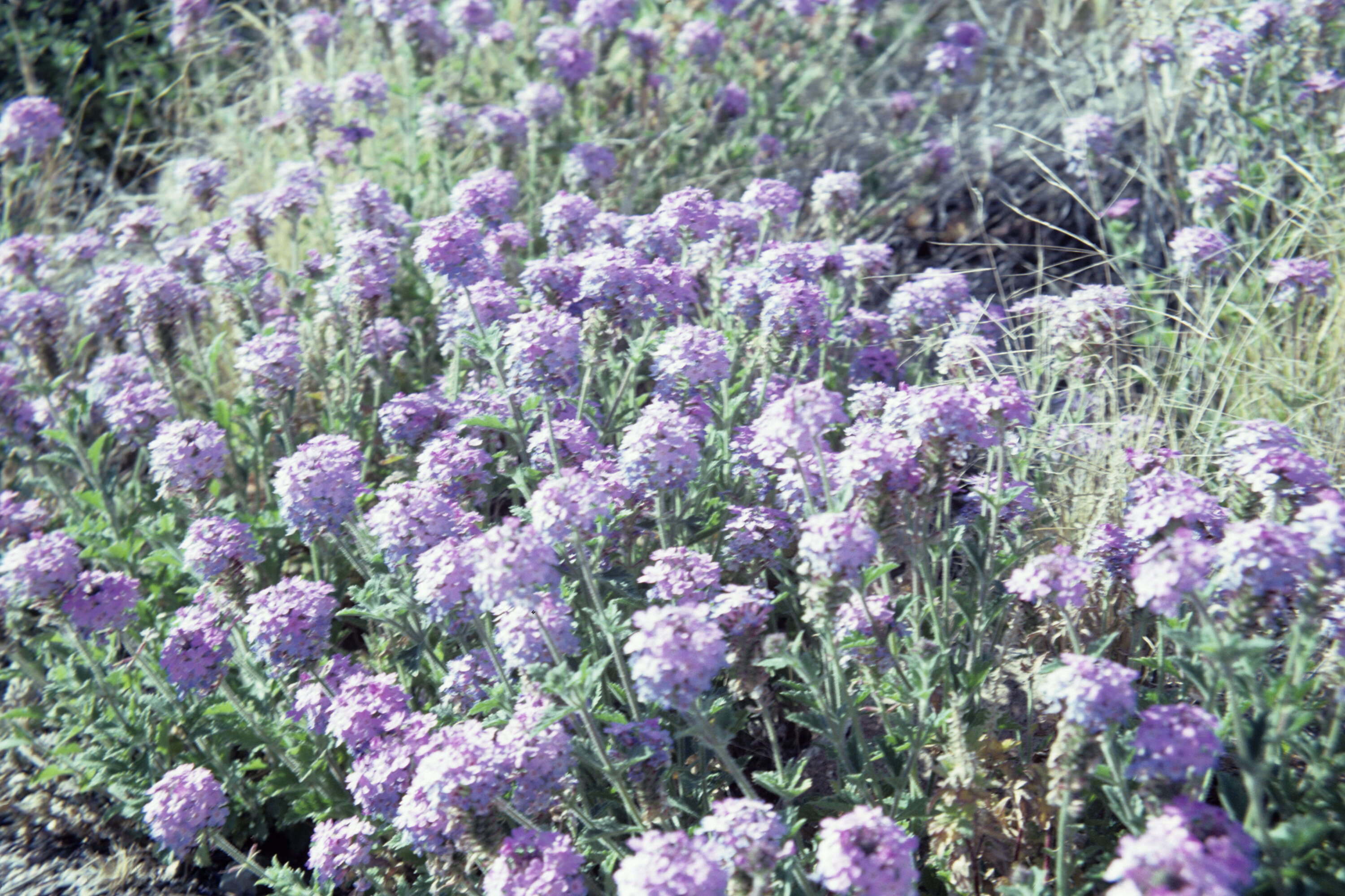 Image of desert sand verbena