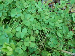 Plancia ëd Marsilea quadrifolia L.