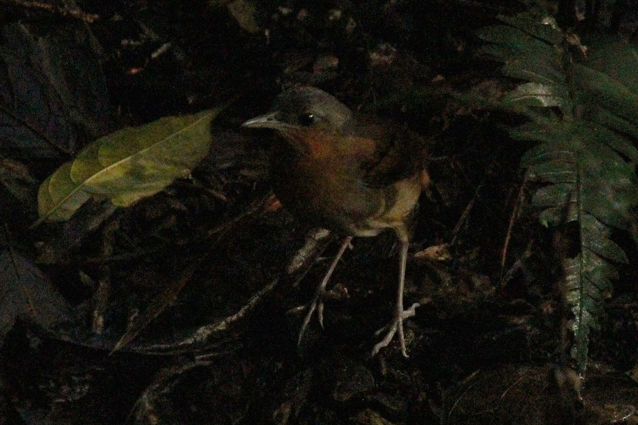 Image of White-bellied Antbird