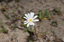 Image of Podolepis gracilis R. Grah.