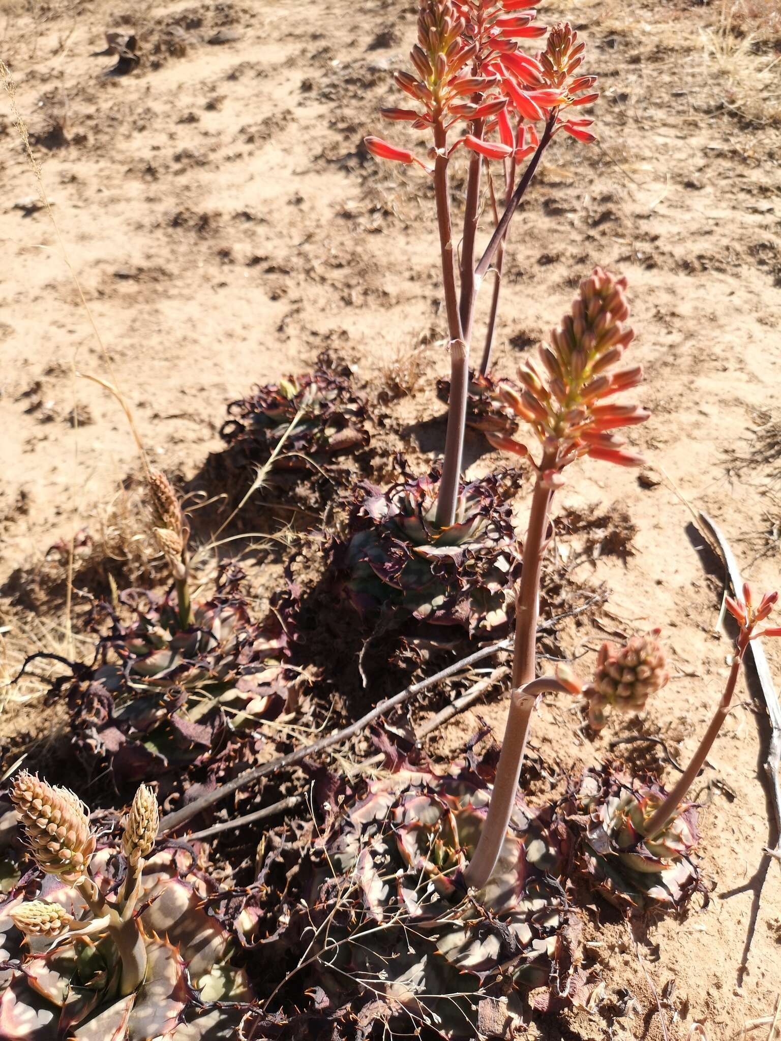 Aloe grandidentata Salm-Dyck resmi