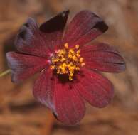 Image of Chocolate Cosmos