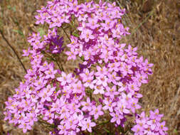 Image of Centaury