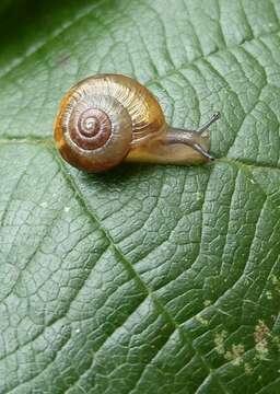 Image of Zenobiellina subrufescens