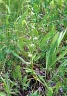 Imagem de Epipactis helleborine subsp. orbicularis (K. Richt.) E. Klein