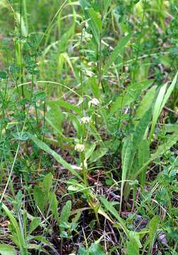 Epipactis helleborine subsp. orbicularis (K. Richt.) E. Klein resmi