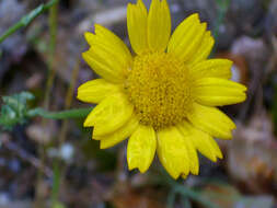 Image of corndaisy