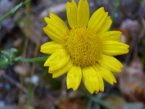 Image of corndaisy