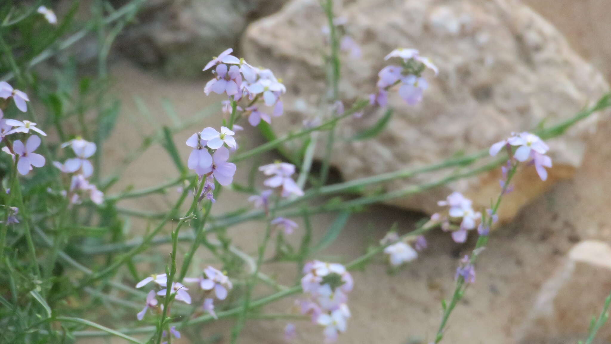 Image de Erucaria hispanica (L.) Druce