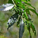 صورة Ardisia polysticta subsp. polysticta