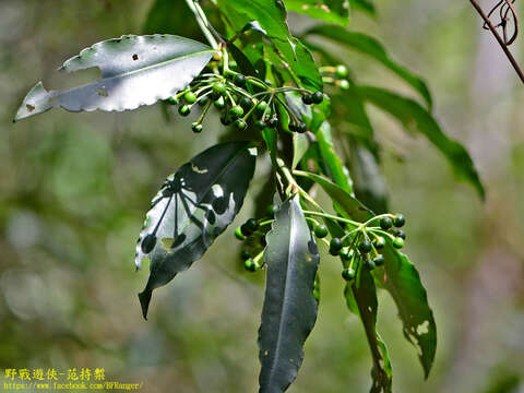 Image de Ardisia polysticta Miq.