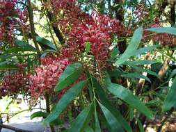 Image of Grevillea heliosperma R. Br.