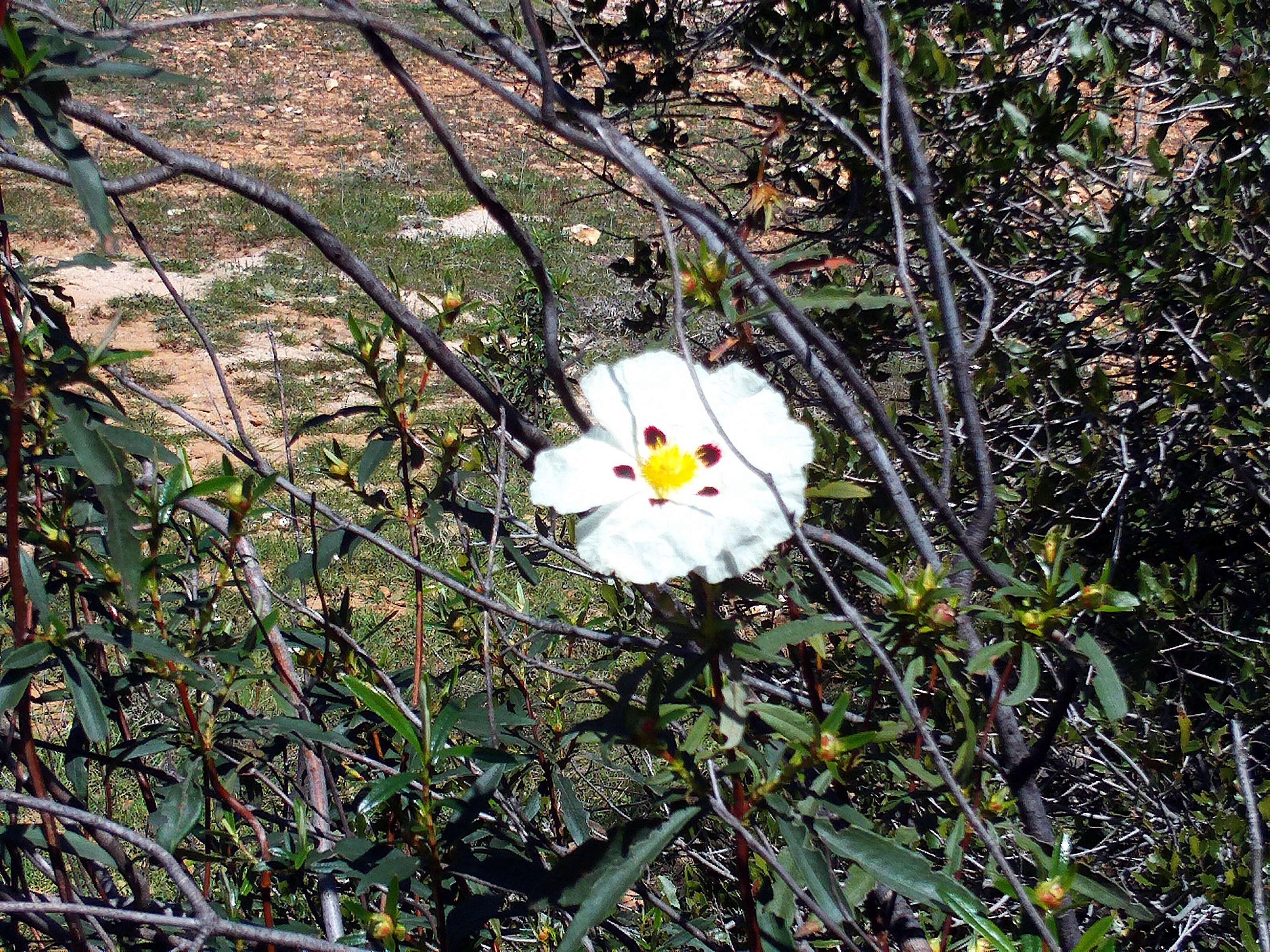 Image of common gum cistus