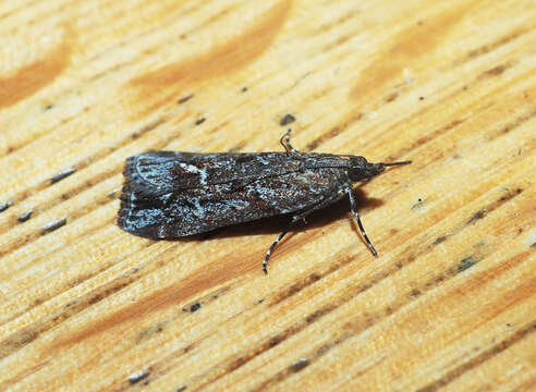 Eudonia submarginalis Walker 1863的圖片