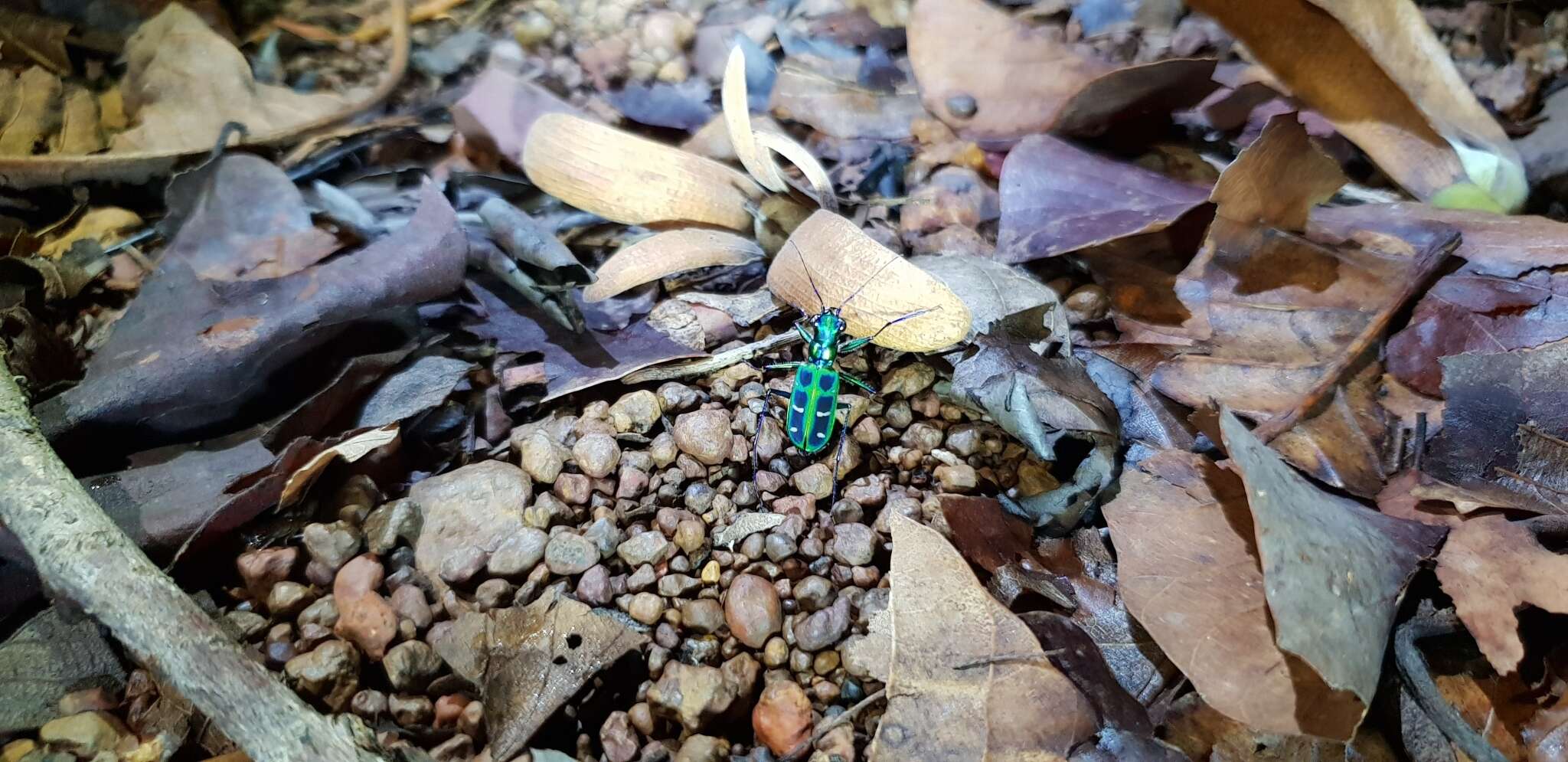 Imagem de Cicindela (Cosmodela) barmanica Gestro 1893