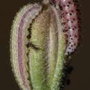 Image of <i>Lineostriastiria biundulalis</i>