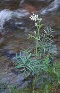 Image of Swamp Whiteheads