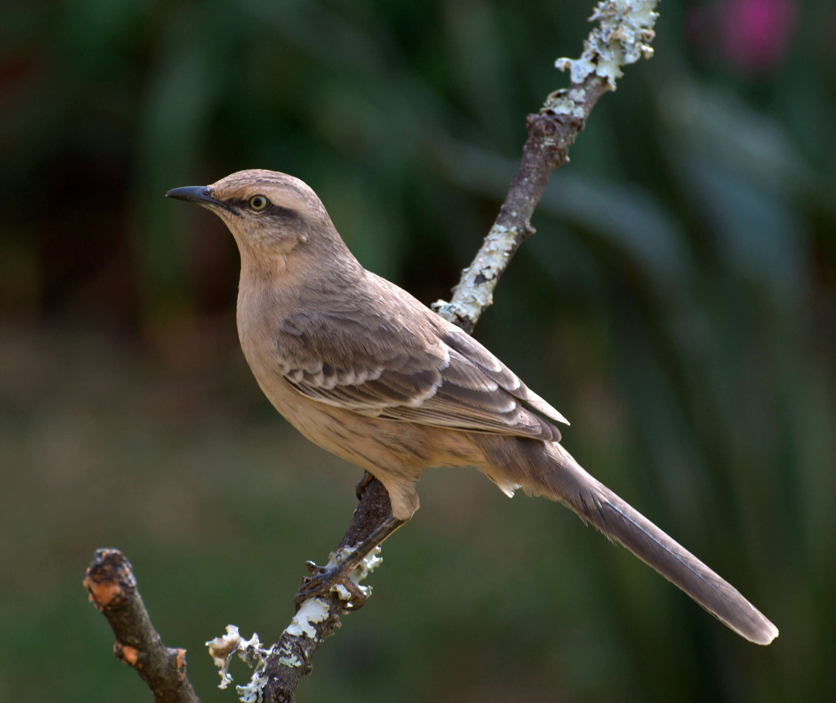 Image of Chalk-browed Mockingbird