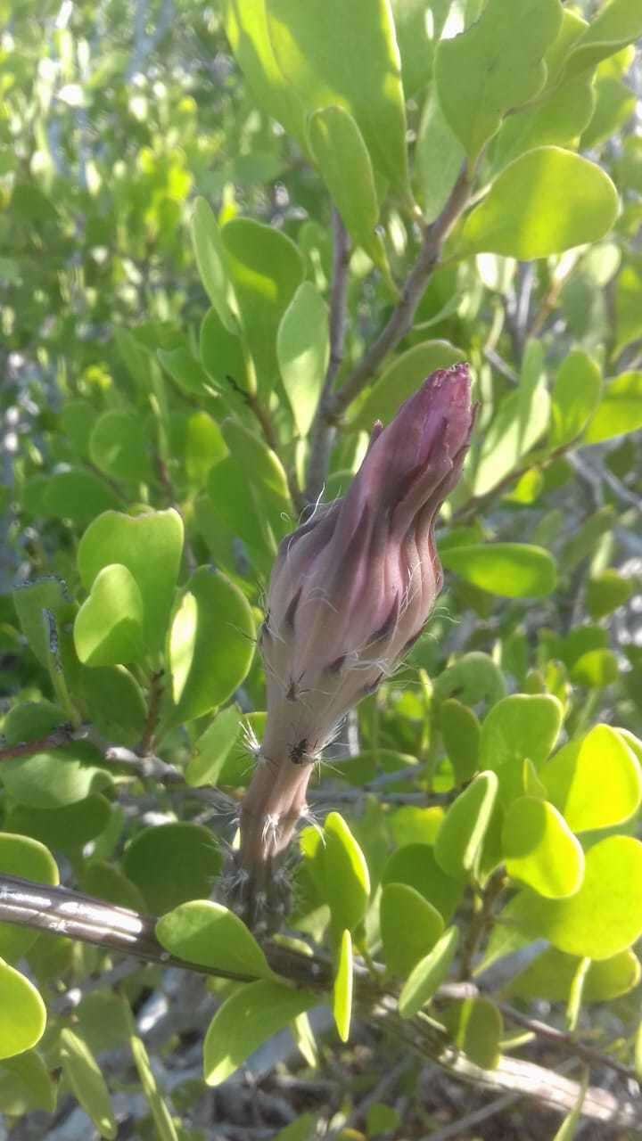 Image de Peniocereus striatus (Brandegee) Buxb.