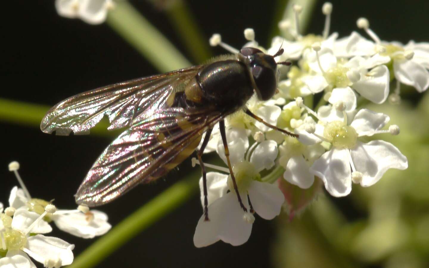 Image of Parasyrphus punctulatus (Verrall 1873)