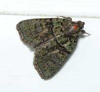 Image of tree-lichen beauty
