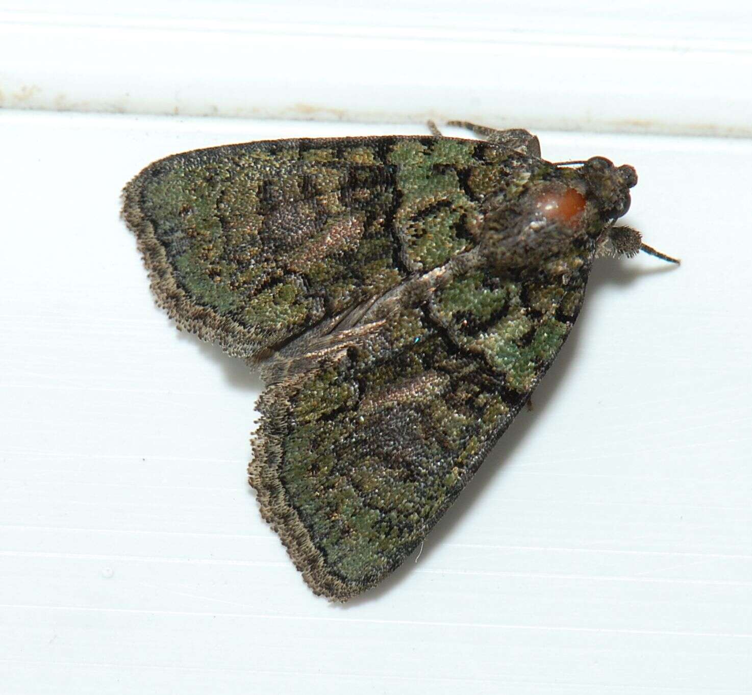 Image of tree-lichen beauty