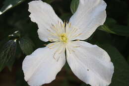 Image of Himalayan Clematis