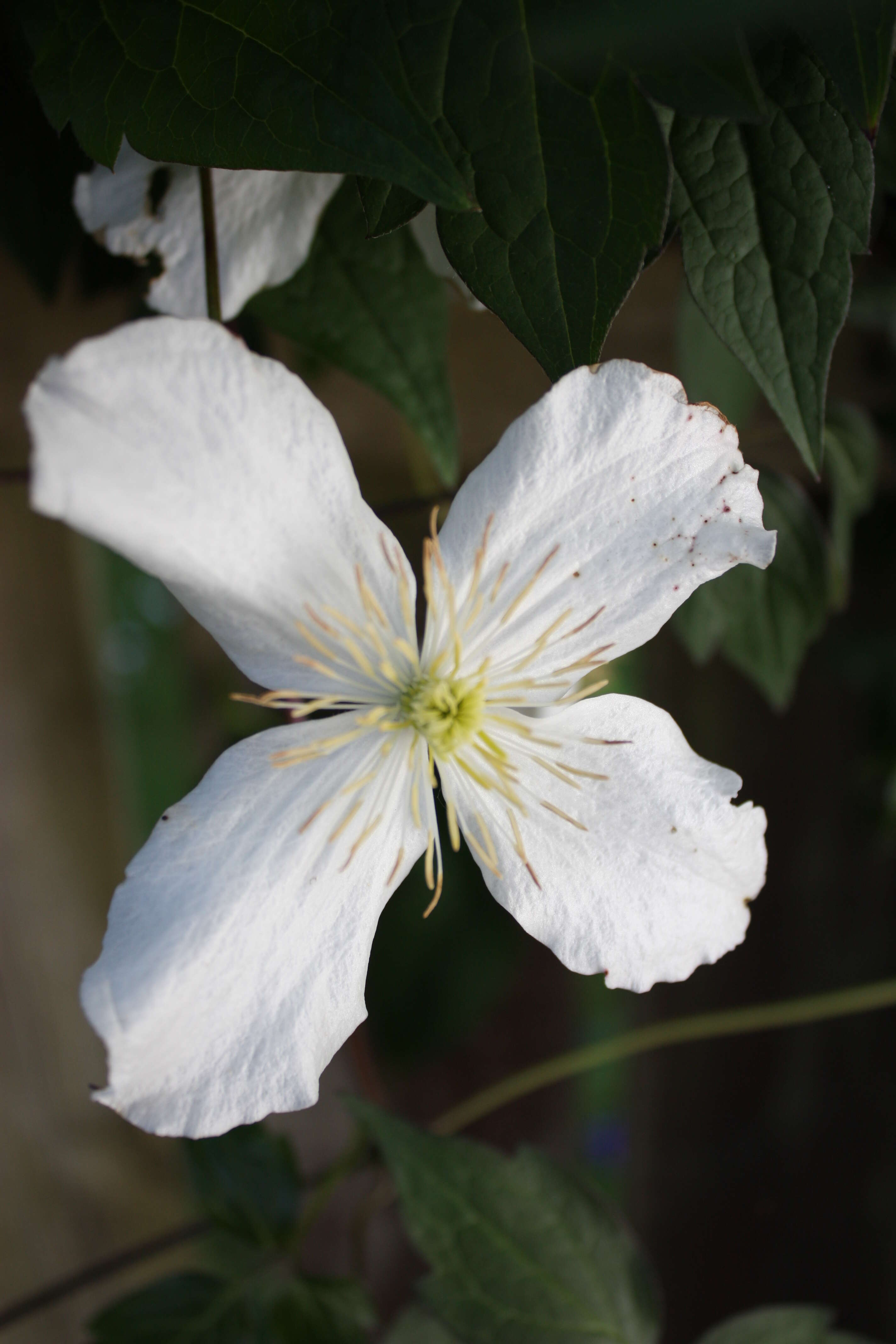 Image of Himalayan Clematis