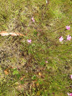 Image of dwarf checkerbloom