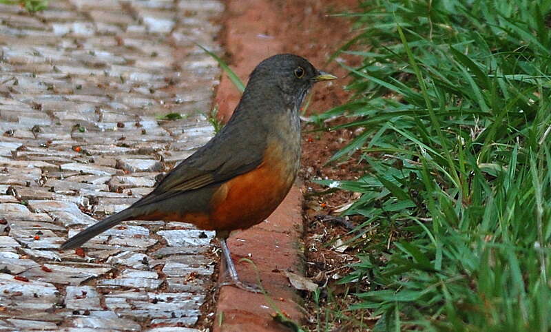 Image of Rufous-bellied Thrush