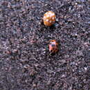 Image of 13-spot ladybird