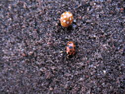 Image of 13-spot ladybird