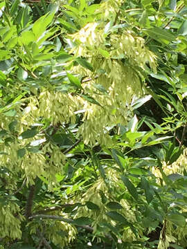 Image of green ash