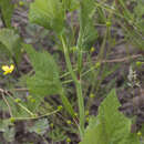 Image of Edible aster