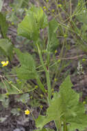 Image of Edible aster