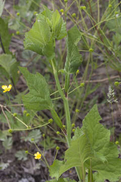 Image of Edible aster